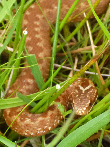 7.Moelwynion
19/7/15. A baby adder spotted by Mary, in rough grassland just north of the road into Croesor.
Keywords: Jul15 Sunday Hugh Evans