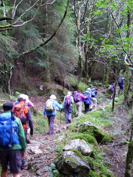 2.Ogwen Valley
11/9/16.  Both groups  walking up through the forest at Braichmelyn.
Keywords: Sep16 Sunday Noel Davey