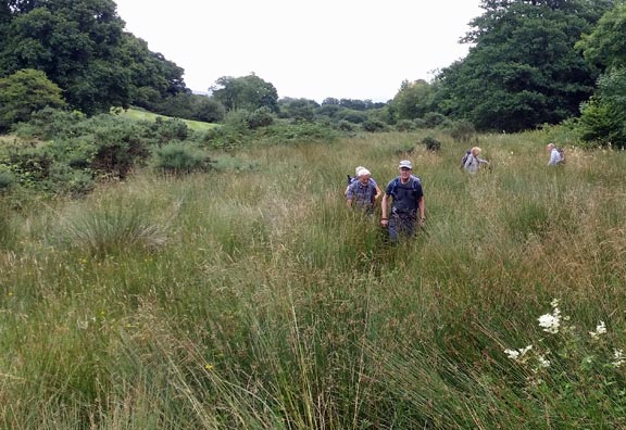 6. Llangybi Circular
31/7/16.  Battling the forest of rushes to emerge at the Llangybi Well. Photo: Roy Milnes.
Keywords: Jul16 Sunday Kath Mair