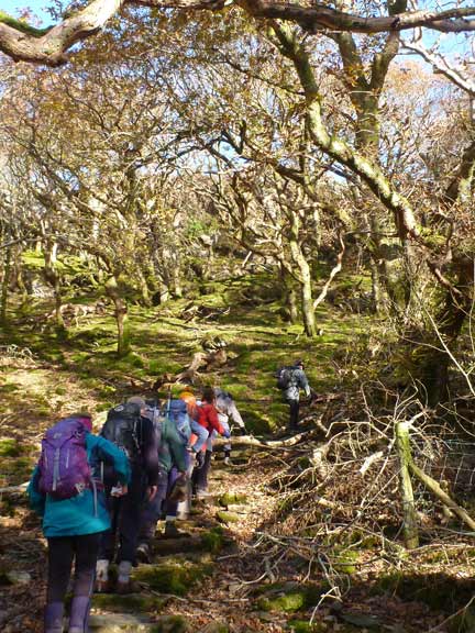 1.Mynydd Gorllwyn
04/11/16.Going up through Coed Tan-yr-Allt above Tremadog.
Keywords: Nov16 Sunday Tecwyn Williams