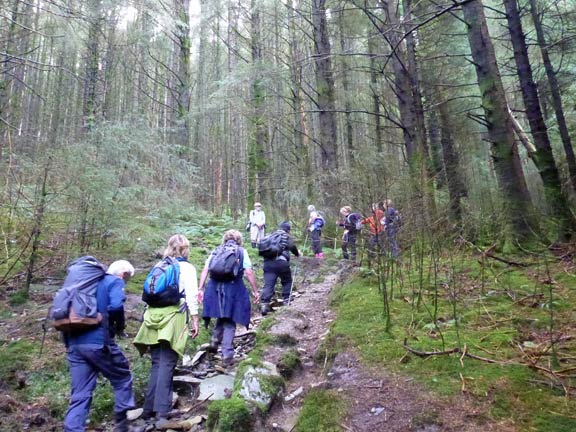 2.Moel Penamnen
25/9/16. Close to the top of Cwm Penamnen  and an end to the forest.
Keywords: Sep16 Sunday Dafydd Williams