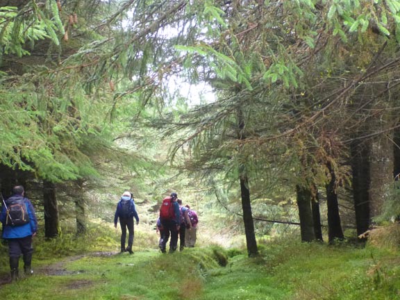 4.Round Llyn Tegid/Bala
8/10/17.  Starting our descent through the forest near Bryn Pig.
Keywords: Oct17 Sunday Heather Stanton