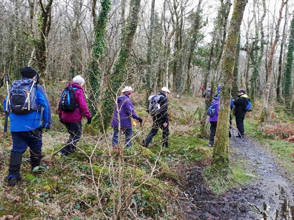 1.Tomen-y-Mur, Trawsfynydd
23/11/17. Close to the start in Coed-cae-du, with the lake to our right. Photo: Judith Thomas.
Keywords: Nov17 Thursday Nick White
