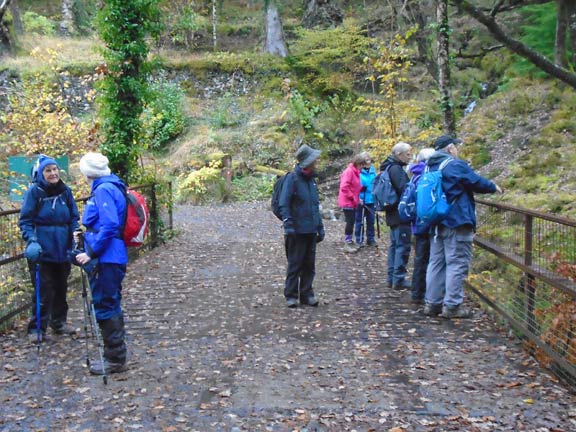 4.Coed y Brenin
7/11/19. The autumnal colouring of the leaves was fabulous. Photo: Dafydd Williams.
Keywords: Nov19 Thursday Nick White