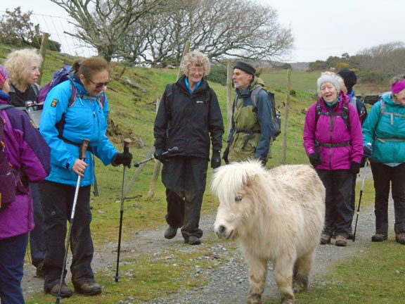 6.Moel y Gest
29/12/19. Close to Ty'n-y-Dref farm and a few yards from the Porthmadog - Morfa Bychan road. Photo: Dafydd Willams.
Keywords: Dec19 Sunday Judith Thomas