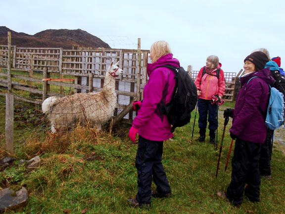 2.Borth-y-Gest
10/12/20. The lamas in a field close to the Porthmadog-Morfa Bychan Road. Photo: Dafydd Williams.
Keywords: Dec20 Thursday Tecwyn Williams