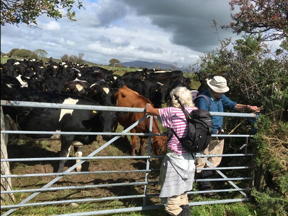 2.Penychain
3/9/20 Training over, one member is now able to turn his back on 100 cows without turning a hair. Photo: Glyn Roberts.
Keywords: Sep20 Thursday Dafydd Williams