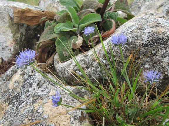 5.Mynydd Carnguwch Circuit
12/9/21 A floral arrangement. Photo: Julia Miflin
Keywords: Sep21 Thursday Kath Mair