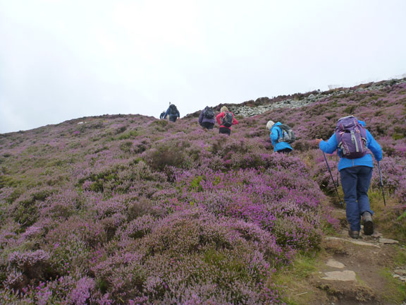 4.Mynytho-Garn Fadryn
8/8/21. Ascending Garn Fadryn with the heather in full flower.
Keywords: Aug21 Sunday Annie Michael Jean Norton