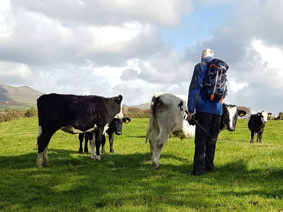 6.Glasfryn Circular
21/10/21. A little bit of cattle herding. Photo: Megan Mentzoni.
Keywords: Oct21 Thursday Kath Mair