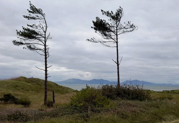 6.Newborough Forest and Llanddwyn
14/10/21. Trees on Llanddwyn Island. Photo: Judith Thomas.
Keywords: Oct21 Thursday Annie Andrew Jean Norton