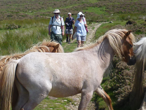 3.Llanllechid
18/7/21. Carneddau ponies just past the foot of Moel Wnion.
Keywords: Jul21 Sunday Dafydd Williams