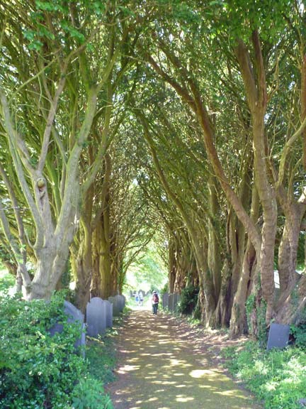 5.Llanllechid
18/7/21. Making for our lunch site at Llanllechid Church though the avenue of tall old Yew trees.
Keywords: Jul21 Sunday Dafydd Williams