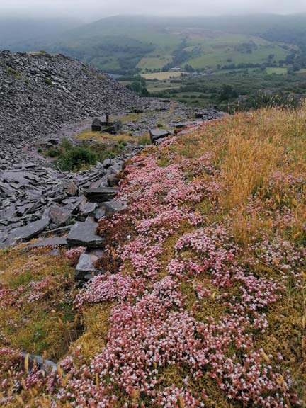 4.Miners' Paths, Nantlle
1/7/21. A small section of the masses of plants. Photo: Tecwyn Williams.
Keywords: Jul21 Thursday Tecwyn Williams