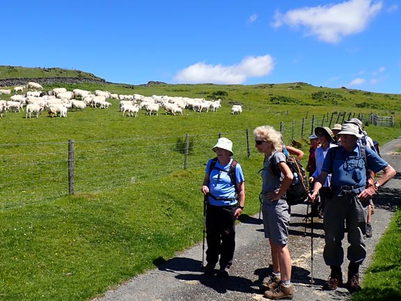 6.Harlech - Llanfair circular
07/07/22. Sheep being gathered for shearing on land close to Cilbronrhydd farm.
Keywords: Jul22 Thursday Colin Higgs