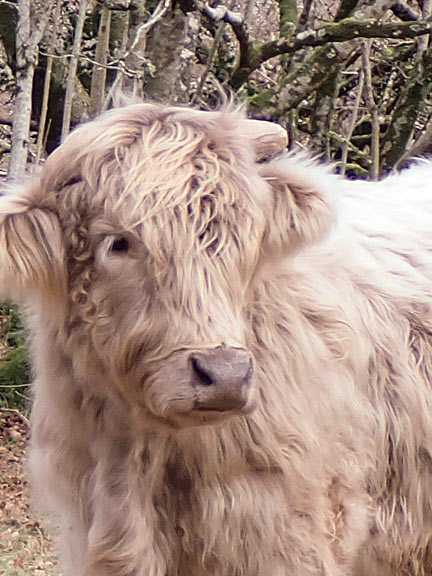 5. Capel Curig
2/2/23. Don't ask the breed! Obviously part of a suckler herd. Taking an interest in the eating habits of us human beings as we stopped close to them for lunch.
Keywords: Feb23 Thursday Jean Norton Annie Andrew