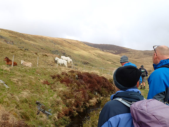 4.Capel Curig - Cwm Tal-y-braich
26/3/23.  A brief stop along the leat to observe the Carneddau Ponies.
Keywords: Mar23 Sunday Gareth Hughes