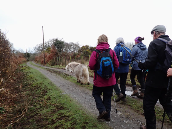 6.Eifionydd Circular
29/1/23. The small pony was not happy to see us.
Keywords: Jan23 Sunday Kath Spencer