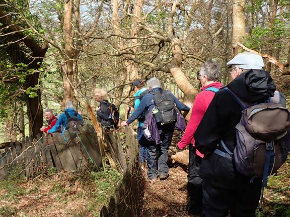 7. Afon Ogwen Circuit
11/4/24. Close to Tan-y-marian a wooded area called Marianywinllan. Progress is  slow as we follow the path down between the trees.
Keywords: Apr24 Thursday Kath Mair