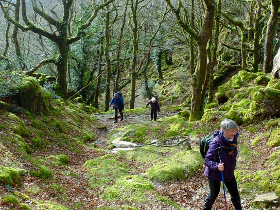 5.Beddgelert-Blaen Nanmor
28/1/24. The end of a steep ascent through a mossy woodland landscape near Craig y Clogwyn in Cwm Nanmor.
Keywords: Jan24 Sunday Hugh Evans