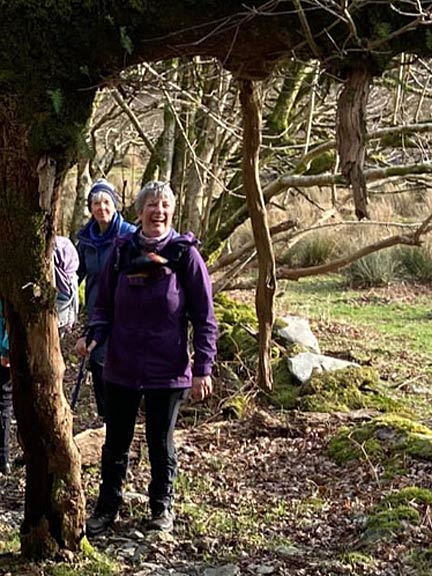 4.Beddgelert-Blaen Nanmor
28/1/24. Just beyond Ty Mawr a large windblown tree forms an arch over the path held up by some of its thicker branches. Photo: Lorraine Lloyd.
Keywords: Jan24 Sunday Hugh Evans