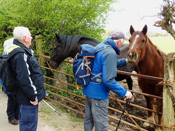 2. Peacock Walk- Bontnewydd - Waunfawr.
25/04/24. There were lots of horses in the area. 
Keywords: Apr24 Thursday Tecwyn Williams