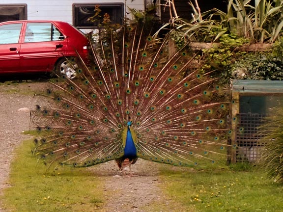 4. Peacock Walk- Bontnewydd - Waunfawr.
25/04/24.  Here was one noisy individual.
Keywords: Apr24 Thursday Tecwyn Williams