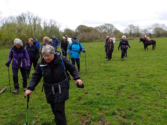 7.  Peacock Walk- Bontnewydd - Waunfawr.
25/04/24. Crossing a field full of horses as we head for Plas-y-bryn farm.
Keywords: Apr24 Thursday Tecwyn Williams