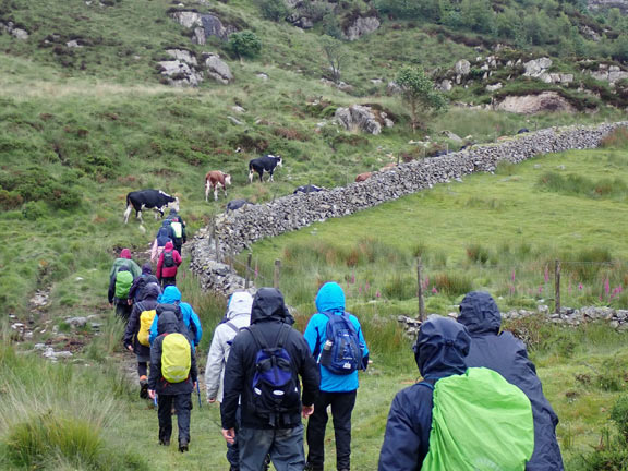 6.Cae Amos
13/.6/24. On our way back to Garn Dolbenmaen, close to Bwlch-y-Bedol but to the north. Some cattle have decided to show us the way.
Keywords: Jun24 Thursday Judith Thomas Kath Mair