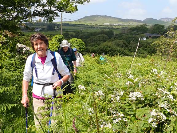 5.Llanbedrog - Wern Fawr
6/6/24.  The path leaves the tarmac and leads us along the side a field of bracken.  Garn Fadryn in the background.
Keywords: Jun24 Thursday Christine Evans