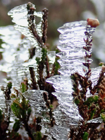5. Llandrillo - Bwlch Maen Gwynedd.
25/2/24.  A close up of the crystals of ice on the heather stems.
Keywords: Feb24 Sunday Eryl Thomas