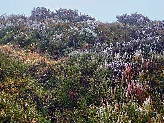 4. Llandrillo - Bwlch Maen Gwynedd.
25/2/24. Ice forming on the heather as the mist blows over it.  Next photo shows a close up of the ice crystals. We are close to the highest point of the walk, Blwch Maen Gwynedd. Photo: Eryl Thomas.
Keywords: Feb24 Sunday Eryl Thomas