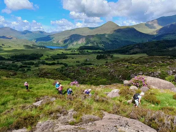 3.Gelli Iago - Cwm Llyn Edno - Llyn Gwynant
16/6/24. About 1.5 miles into the walk. Looking westwards with Afon Llynedno almost out of sight below the ridge we are  on,  then Llyn Dinas and to the right of it in the background the familiar shape of Yr Aran. Photo: Eryl Thomas.
Keywords: Jun24 Sunday Noel Davey Hugh Evans