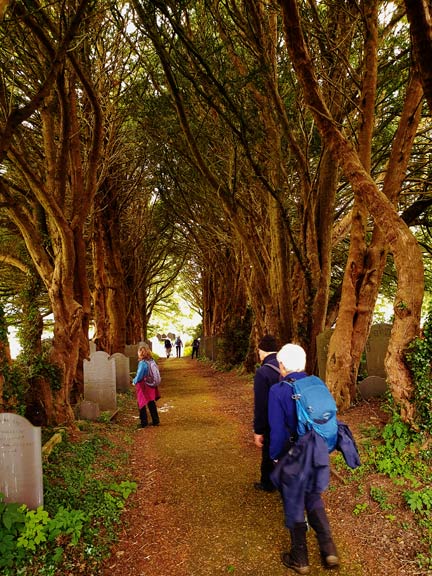 5.Tal-y-bont  -  Bryn Hall
30/6/24. Lunch time as we walk along the yew tree lined path to the church at Llanllechid.
Keywords: Jun24 Sunday Dafydd Williams