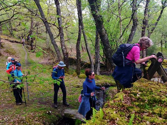 6.Talsarnau Circuit
5/5/24. In Coed Garth-byr. Photo: Eryl Thomas.
Keywords: May24 Sunday Gwynfor Jones