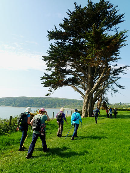 2. Carreg y Defaid - Rhydyclafdy
24/4/25. A bit further along the Wales Coast Path two beautifully shaped trees.
Keywords: Apr25 Thursday Christine Evans