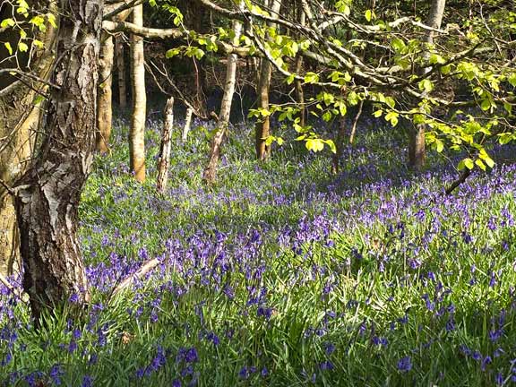 2. Abersoch Hinterland
23/04/26. Another view in the garden. Bluebells everywhere.
Keywords: Apr26 Thursday Margot Jones