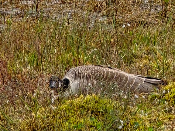 5.  Arthog - Llynnau Cregennen - Kings Circ
3/5/26. A nesting goose hoping we hadn't noticed her.
Keywords: May26 Sunday Hugh Evans
