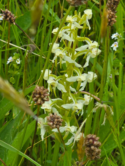 6. Clynnog Fawr - Caeau Tanybwlch - Henbant-bâch
18/06/26. The Greater Butterfly-orchid.
Keywords: Jun26 Thursday Jane Logan