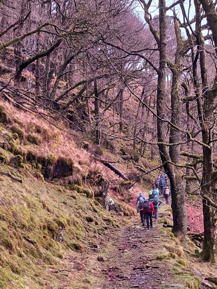 3. Gallt y Wenallt
22/02/26. On our way up to the copper mine, through the only section of woodland on the walk. Photo: Eryl Thomas.
Keywords: Feb26 Sunday Noel Davey