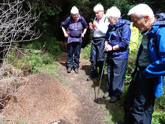 4.Llanfachreth - 'Coed-y-Brenin'
16/07/23. Close to the scenic viewing point on Mynydd Pen-rhos. A large Wood Ant's' nest. The sun's heat had got them all out on the top of the nest.
Keywords: Jlu23 Sunday Hugh Evans