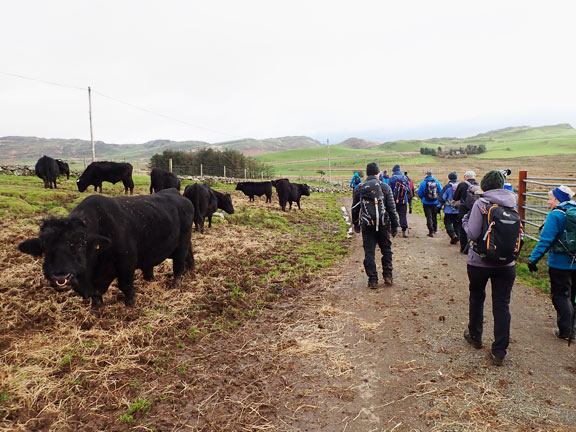 4.Cwmystradllyn
23/11/23. A sharp turn eastwards close to Cefn-coch-isaf and very close to a herd of Welsh Black cattle. We passed the large bull on the left without comment!?
Keywords: Nov23 Thursday Colin Higgs