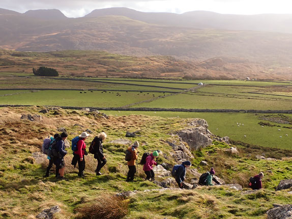 5. Harlech - Foel Senigl - Moel Goedog - Moel y Gerddi
2/11/25. Leaving the summit of Foel Senigl on the south side with the Rhinogydd in the background.
Keywords: Nov25 Sunday Rita Thornbery