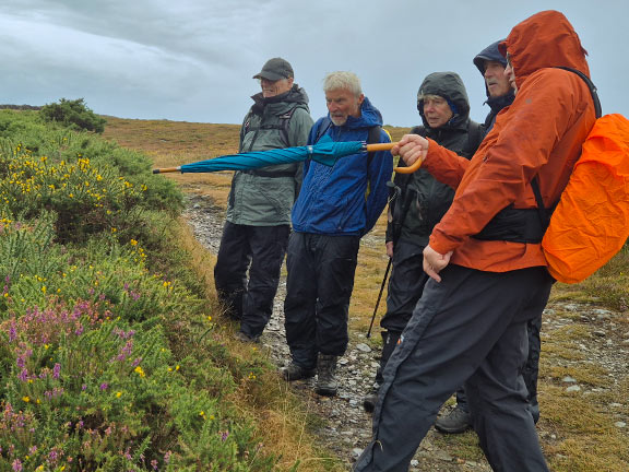 4. Slopes of Yr Eifl
27/8/26. Our resident landscape specialist points out a plant of interest, not with a modern laser pointer light but with his furled umbrella. Ah, "the good old days". Photo: Debby Thomas.
Keywords: Aug26 Thursday Michael Thomas Debby Thomas